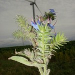 Click to increase the image size Turbine 10364