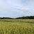 Windkraftanlage 13480