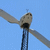 Windkraftanlage 1612