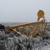 Click to increase the image size Turbine 7868