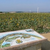 Click to increase the image size Aérogénérateur 8725